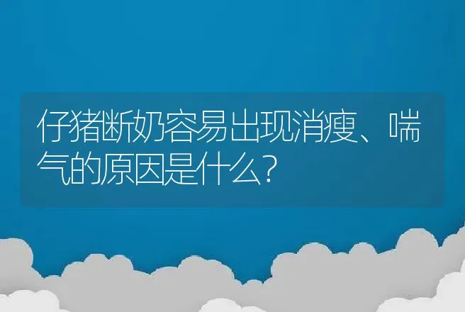 仔猪断奶容易出现消瘦、喘气的原因是什么？ | 家畜养殖