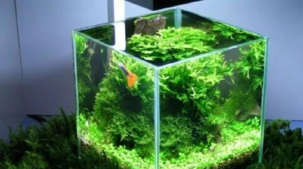 水族箱常用过滤器材解析 | 宠物病虫害防治