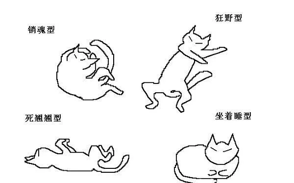 猫咪行为图解:养过猫的都懂 | 宠物喂养知识