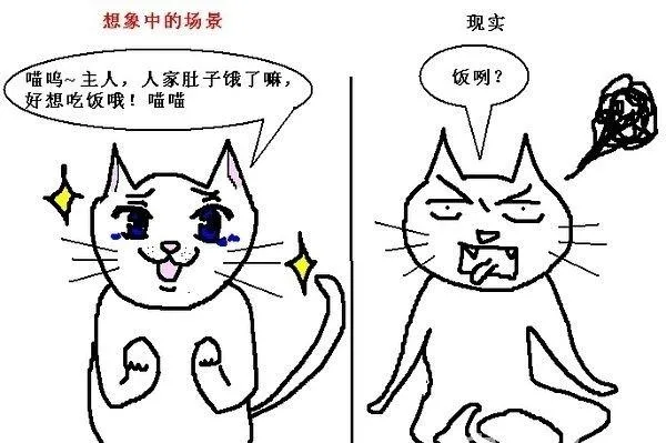 猫咪行为图解:养过猫的都懂 | 宠物喂养知识