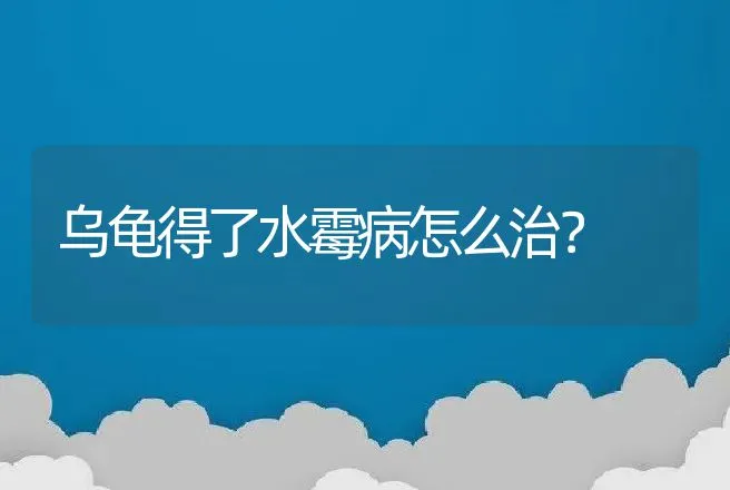 乌龟得了水霉病怎么治？ | 兽医知识大全