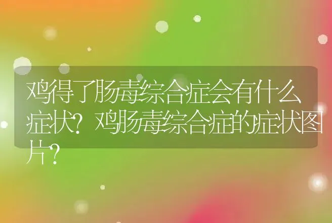 鸡得了肠毒综合症会有什么症状？鸡肠毒综合症的症状图片？ | 兽医知识大全