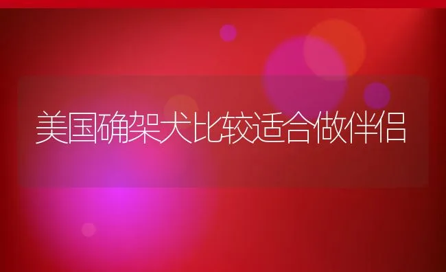 美国确架犬比较适合做伴侣 | 宠物病虫害