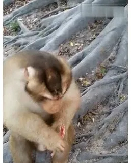 马来西亚一猴子讨食被扔鞭炮炸伤手指见骨 | 宠物新闻资讯