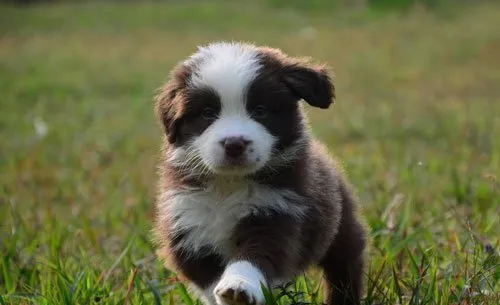 刚出生幼犬应该如何喂养护理要点大全 | 宠物狗饲养