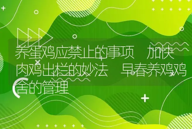 养蛋鸡应禁止的事项 加快肉鸡出栏的妙法 早春养鸡鸡舍的管理 | 家禽养殖