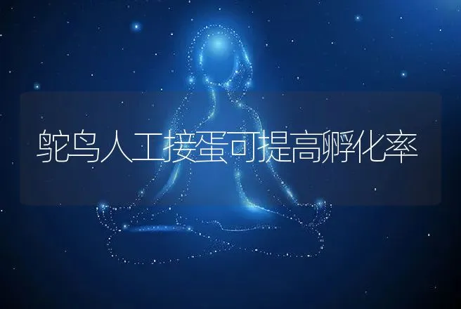 鸵鸟人工接蛋可提高孵化率 | 动物养殖