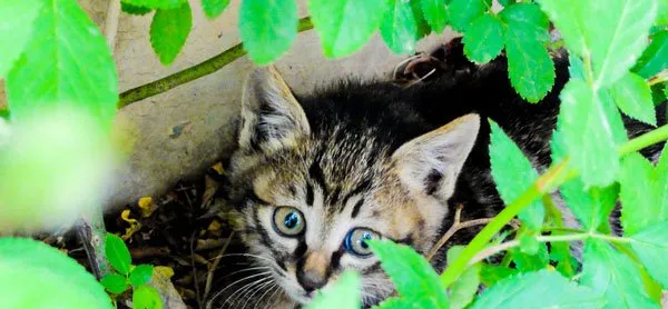 流浪在小区的猫 | 宠物猫图片