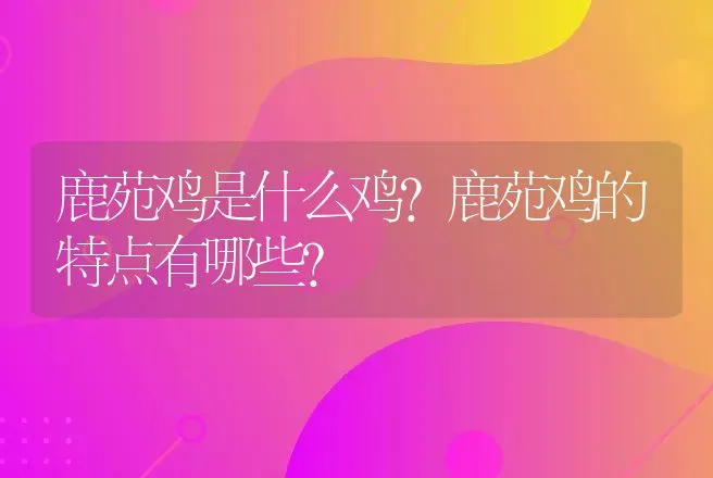 鹿苑鸡是什么鸡？鹿苑鸡的特点有哪些？ | 动物养殖