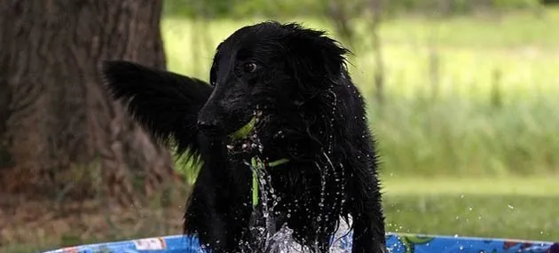 顺毛寻猎犬性格特点_外形特征_饲养方法_训练_价格【图】 | 宠物狗饲养