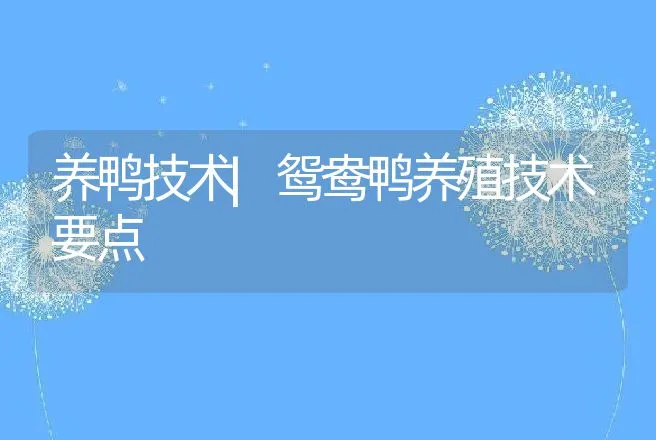 养鸭技术|鸳鸯鸭养殖技术要点 | 家禽养殖