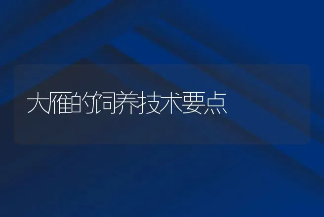 大雁的饲养技术要点 | 特种养殖