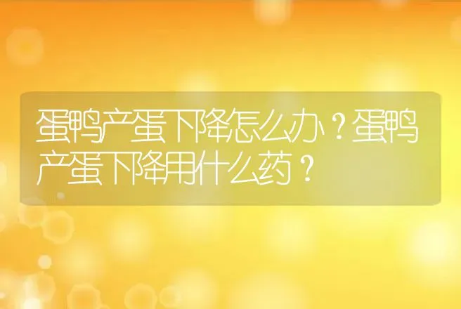 蛋鸭产蛋下降怎么办？蛋鸭产蛋下降用什么药？ | 兽医知识大全