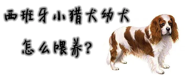 西班牙小猎犬幼犬怎么喂养 | 宠物病虫害防治