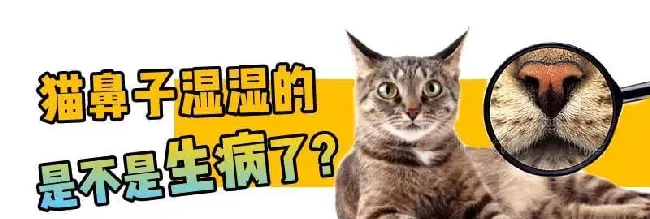 猫咪鼻子湿湿的，会不会是“感冒”了？ | 宠物猫病虫害防治