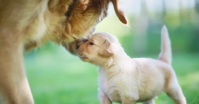 怀孕的母犬家长们应如何照顾？ | 宠物狗饲养