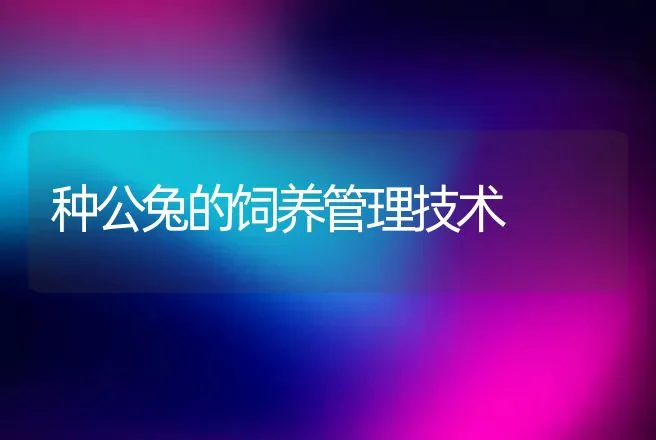 种公兔的饲养管理技术 | 动物养殖