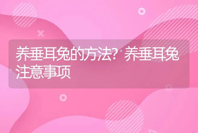 养垂耳兔的方法？养垂耳兔注意事项 | 特种养殖