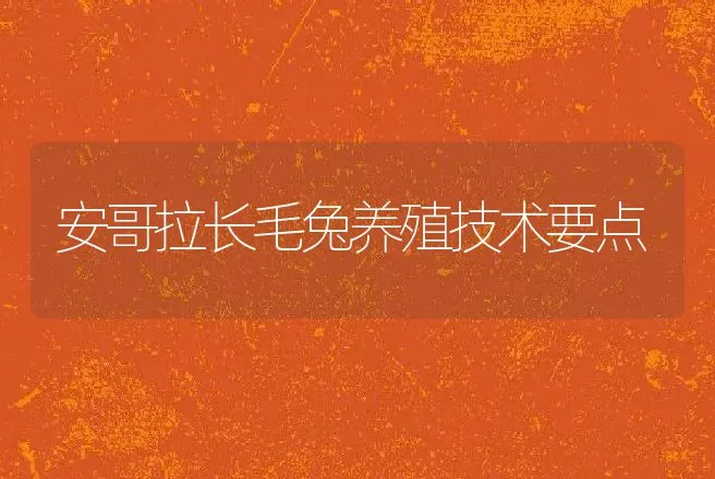 安哥拉长毛兔养殖技术要点 | 特种养殖