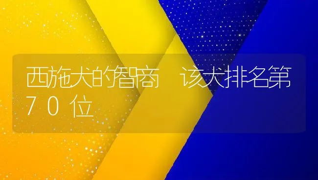 西施犬的智商 该犬排名第70位 | 宠物喂养