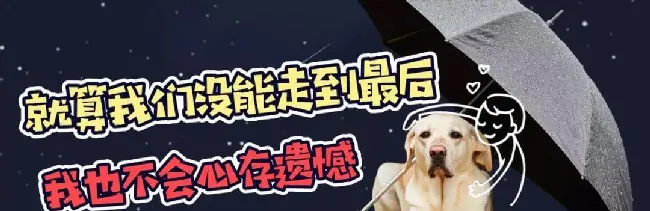 什么是老年犬症候群？主人需要做些什么？ | 宠物狗饲养