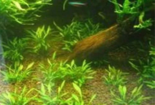 水族造景椒草的种植要点 | 宠物病虫害防治