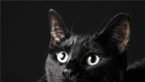 猫咪的眼睛分得清颜色吗？ | 宠物喂养知识