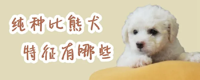 纯种比熊犬特征有哪些 | 养宠入门知识