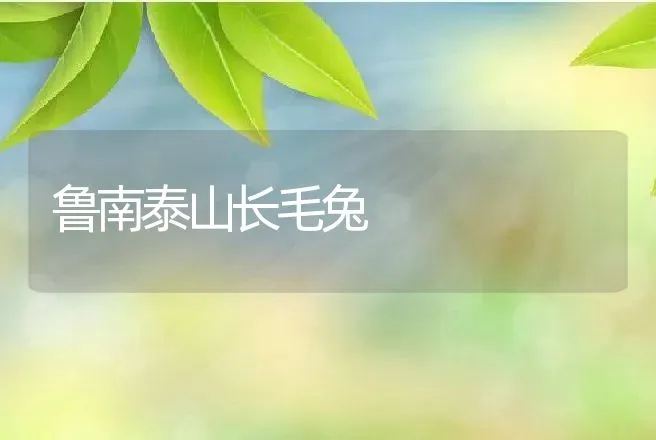 鲁南泰山长毛兔 | 动物养殖