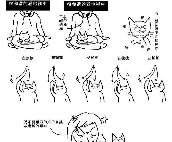 猫咪行为图解:养过猫的都懂 | 宠物喂养知识