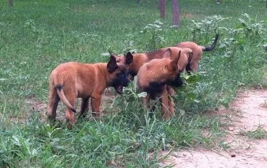 马里努阿犬拉肚子怎么处理 马里努阿犬拉稀治疗方法 | 宠物病虫害防治