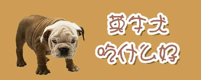 英牛犬吃什么好 | 宠物病虫害防治