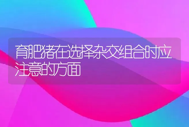 育肥猪在选择杂交组合时应注意的方面 | 动物养殖