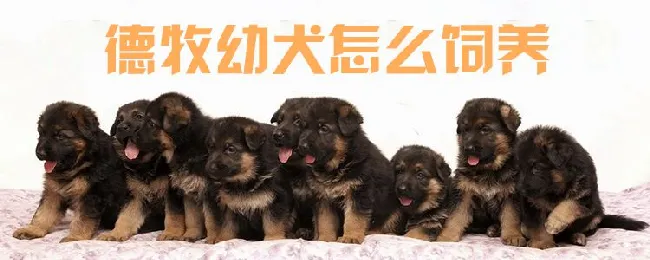 德牧幼犬怎么饲养 | 宠物病虫害防治