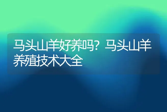 马头山羊好养吗？马头山羊养殖技术大全 | 家畜养殖