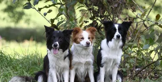 边牧耳朵怎么清理 边境牧羊犬耳朵清理方法 | 宠物病虫害防治