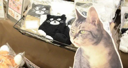 和猫咪有关的杂货店 | 宠物猫图片