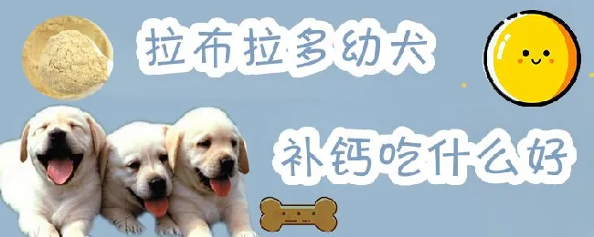 拉布拉多幼犬补钙吃什么好 | 宠物病虫害防治