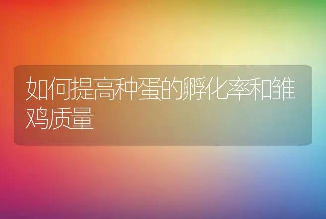 如何提高种蛋的孵化率和雏鸡质量 | 动物养殖