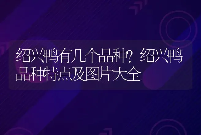 绍兴鸭有几个品种？绍兴鸭品种特点及图片大全 | 动物养殖