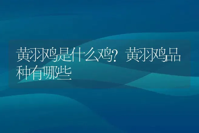 黄羽鸡是什么鸡？黄羽鸡品种有哪些 | 动物养殖