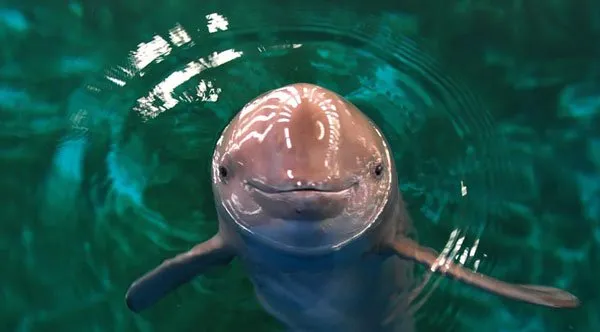 江豚的微笑及图片 | 水族宠物图片