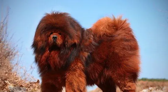 小藏獒怎么养 藏獒幼犬饲养心得 | 宠物病虫害防治