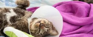 猫猫腿骨折了怎么办?骨科绷带对于猫咪骨折的应用! | 宠物猫病虫害防治