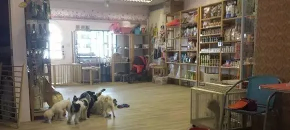 你附近有家宠物店正在直播 | 宠物新闻资讯