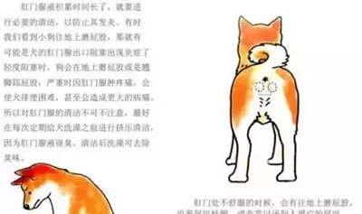 犬猫肛门腺发炎,如何预防和治疗？ | 宠物新闻资讯