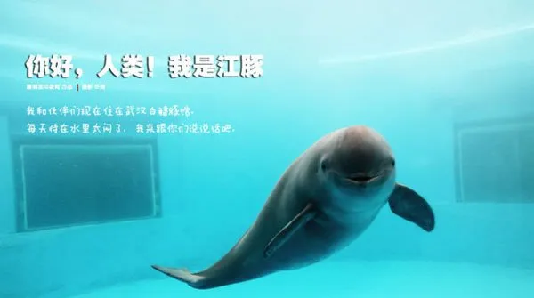 江豚的微笑及图片 | 水族宠物图片