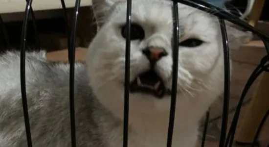 猫咪快速止泻方法 | 养宠入门知识