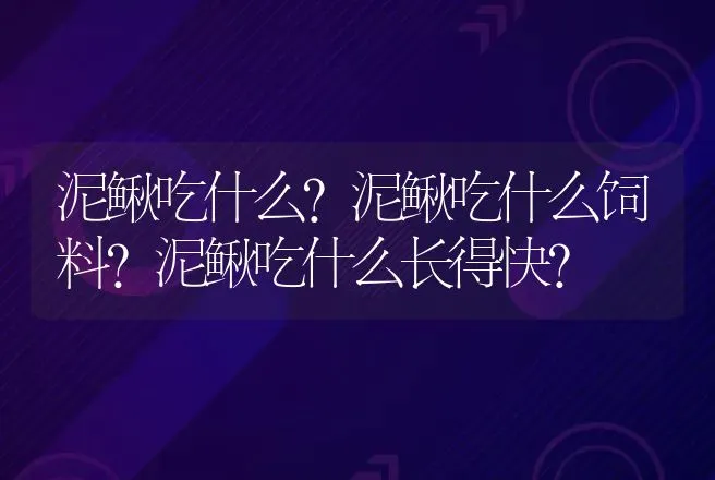 泥鳅吃什么？泥鳅吃什么饲料？泥鳅吃什么长得快？ | 家禽养殖