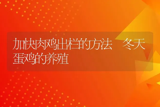 加快肉鸡出栏的方法 冬天蛋鸡的养殖 | 家禽养殖